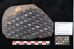 Foto (Objekt + Etikett) von Lepidodendron sp.  (NHMW-GEO-2024-0188-11167)